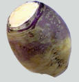 rutabega.jpg